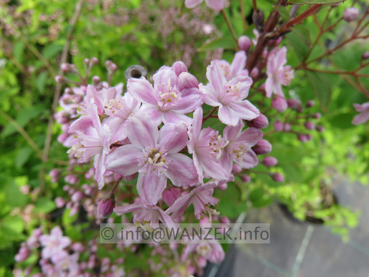 Deutzia elegantissima Rosalind 05.JPG